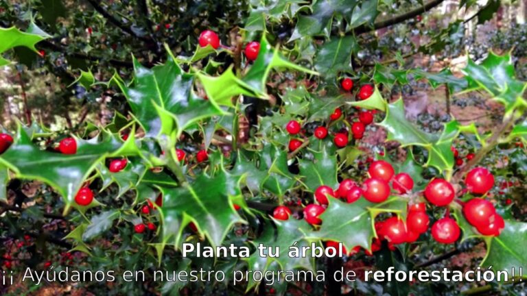 Oportunidades de Voluntariado Ambiental en Ourense