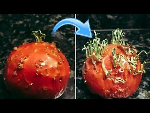 Guía para Comprar Frutas y Verduras Frescas en Ourense